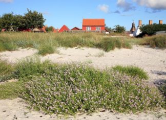 Auf nach Dänemark: Urlaub mit der ganzen Familie